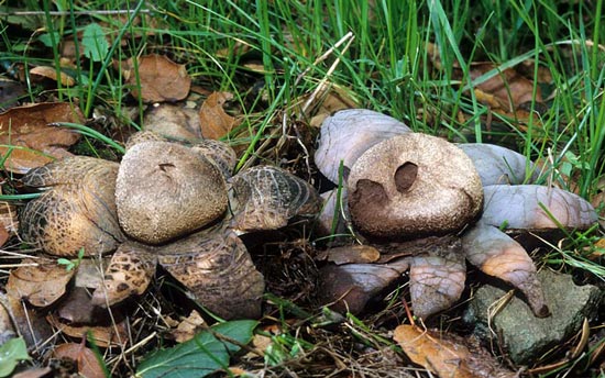 Astraeus hygrometricus - Fungi species | sokos jishebi | სოკოს ჯიშები